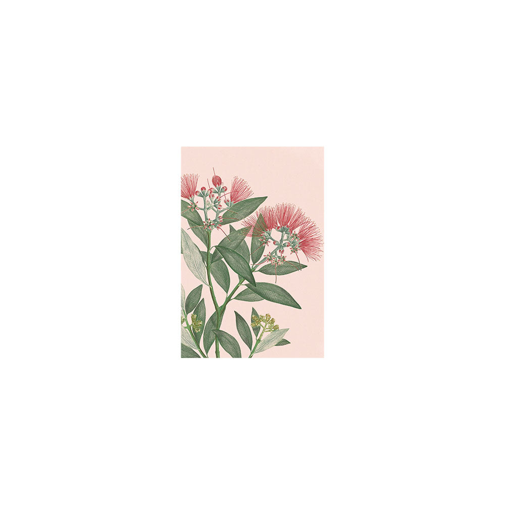 Centered illustration of a Pōhutukawa with green leaves and pink, spiky flowers on pale pink. Inspired by New Zealand, this modern design features ample white space. Vintage Botanical Pohutukawa Gift Card & Envelope (6 Pack).
