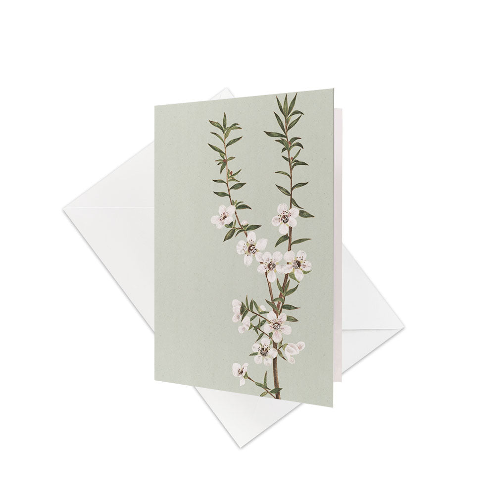 The Vintage Botanical Manuka Gift Card & Envelope (6 Pack) features a Manuka branch with white flowers and green leaves, paired with a plain white envelope—ideal for gift cards or thoughtful notes inspired by New Zealand.