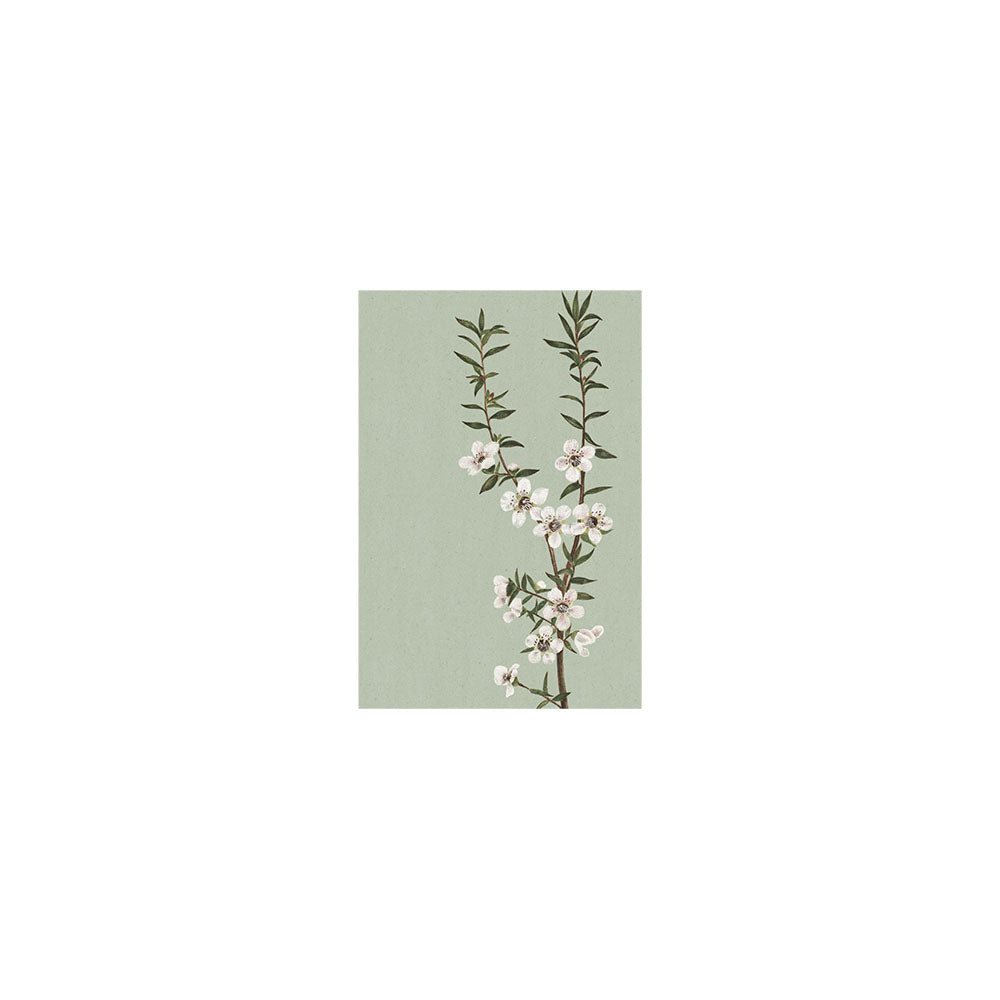 A vintage botanical Manuka branch with white flowers and green leaves on a light green background, centered on a white canvas—featured on our Vintage Botanical Manuka Gift Card & Envelope (6 Pack), perfect for New Zealand-inspired gifting.
