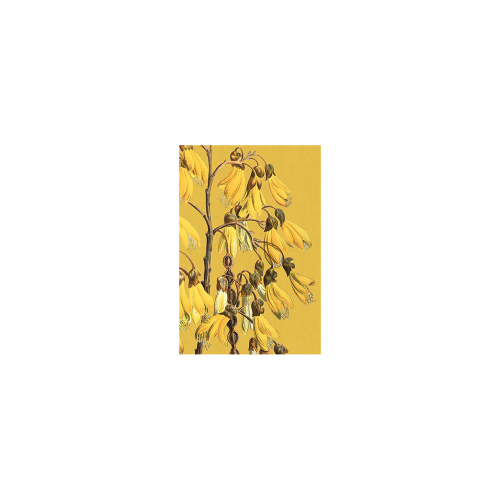 Bright yellow kōwhai flowers, native to New Zealand, with green leaves on thin brown branches decorate these Vintage Botanical Kowhai Gift Card & Envelope (6 Pack)—ideal for unique gift cards or cheerful decor.