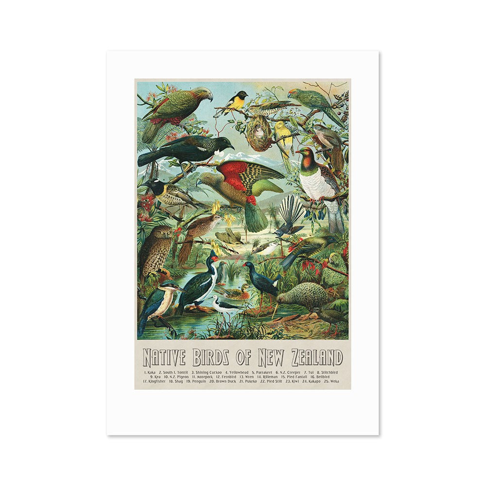 The NZ Native Birds Print features a vintage image of native New Zealand birds perched on branches and flying over lush scenery, with the title Native Birds of New Zealand labeled at the bottom.