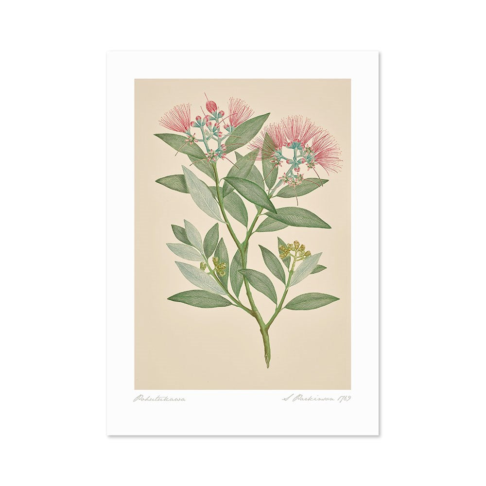 The Vintage Botanical Pohutukawa Print showcases New Zealand flora with long green leaves and pink, brush-like flowers on a beige background, finished as an archival print with a white border and handwritten text at the base.