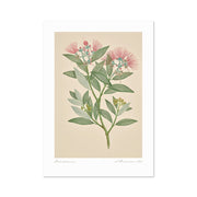 The Vintage Botanical Pohutukawa Print showcases New Zealand flora with long green leaves and pink, brush-like flowers on a beige background, finished as an archival print with a white border and handwritten text at the base.