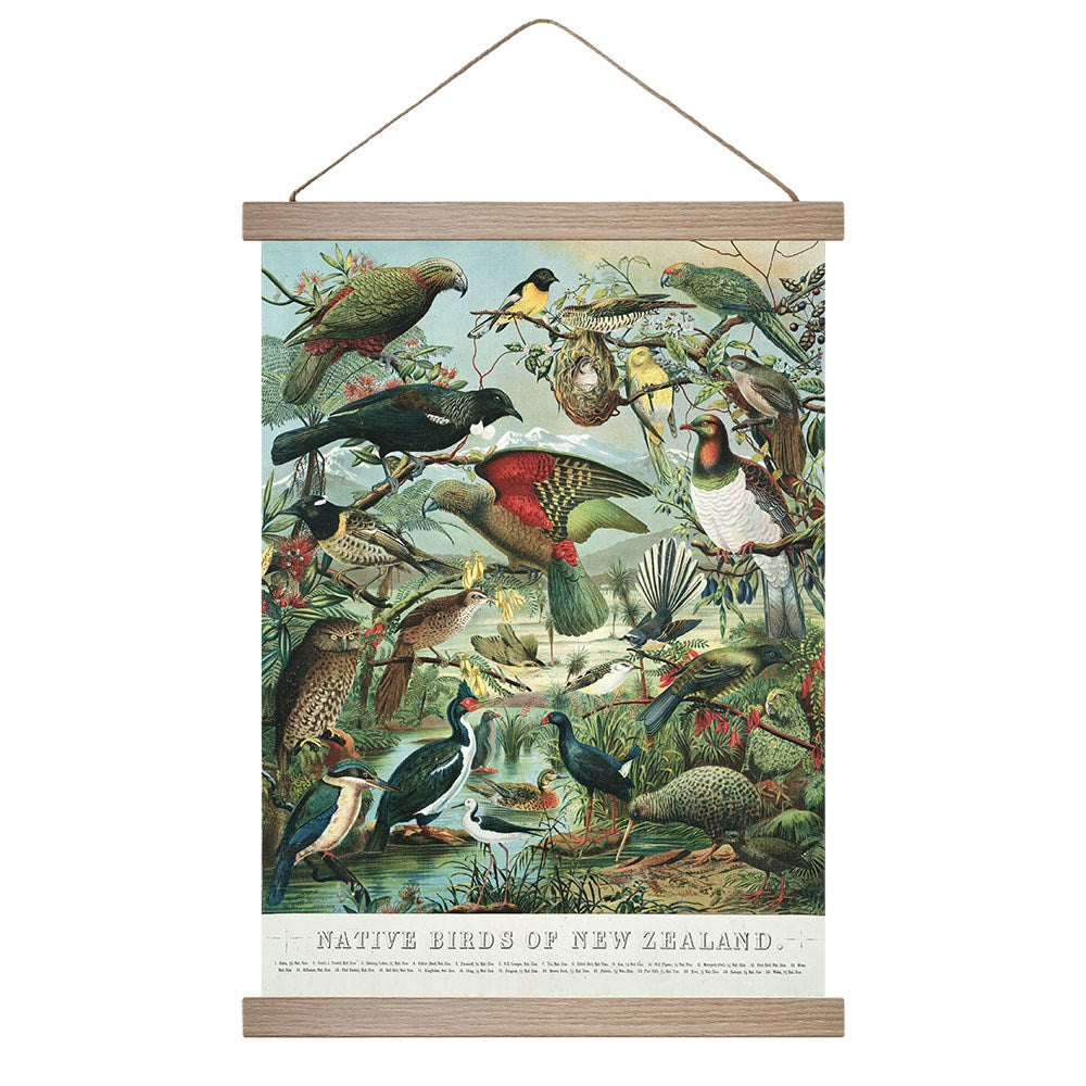 Native Birds of New Zealand Wall Chart—an illustrated poster featuring a variety of native birds in a lush setting, surrounded by plants and trees. Includes wooden frame and hanging string for easy display; perfect vintage-inspired art for your space.