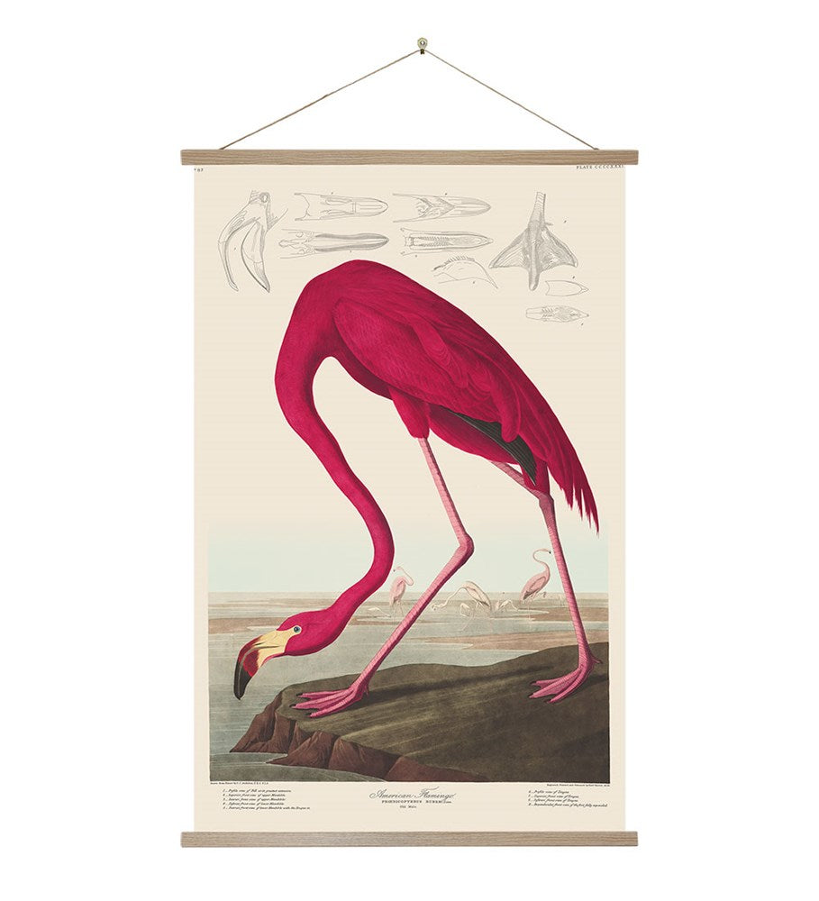The Flamingo Wall Chart Wall Chart features a vintage-style illustration of a Pink Flamingo near water with others and scientific diagrams in the background, hanging from wooden battens—perfect for New Zealand-inspired decor.