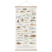 The Fishes of New Zealand Wall Chart displays vintage illustrations of native fish and marine species with names labeled beneath each image. Hung with a wooden frame and string, it’s perfect instant art for any space.