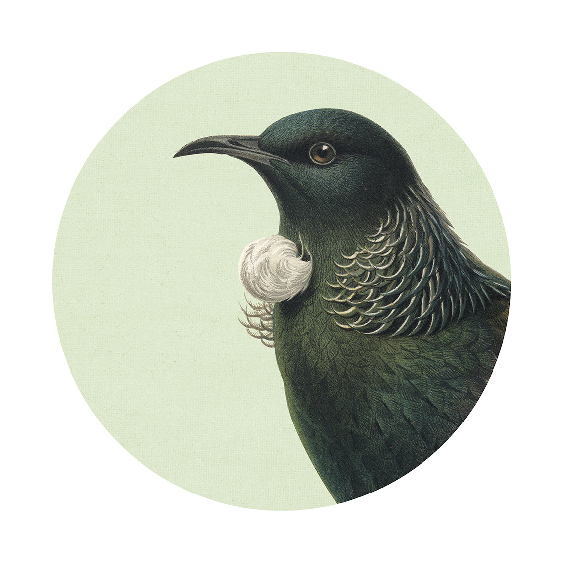 The Hushed Green Tui Art Spot features a profile illustration of a bird with dark green feathers, a white throat tuft, and a curved black beak on a pale circular background as repositionable wall art with unique adhesive.