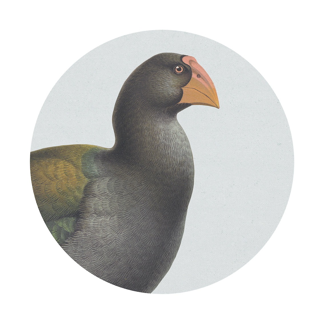 An illustration of the Hushed Blue Takahe with dark gray-green feathers, a large orange-yellow beak, and a pale pink patch in profile on a light background within an oval—perfect as repositionable wall art.