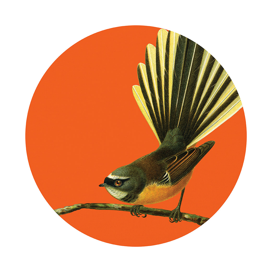 Bright Fantail Art Spot: Illustration of a small bird with a fan-shaped tail on a branch, set against an orange circle. Printed on matte finish, repositionable wall art for easy application and removal.