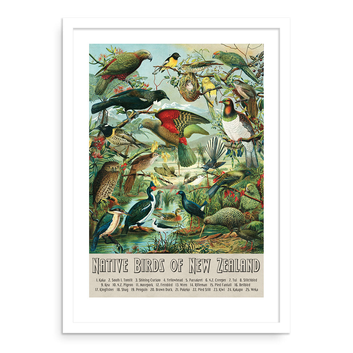 The Native Birds of NZ A2 Print is a detailed illustrated wall chart featuring vintage images of native New Zealand birds, each labeled below, set against a natural landscape background. Native Birds of New Zealand is printed at the bottom.