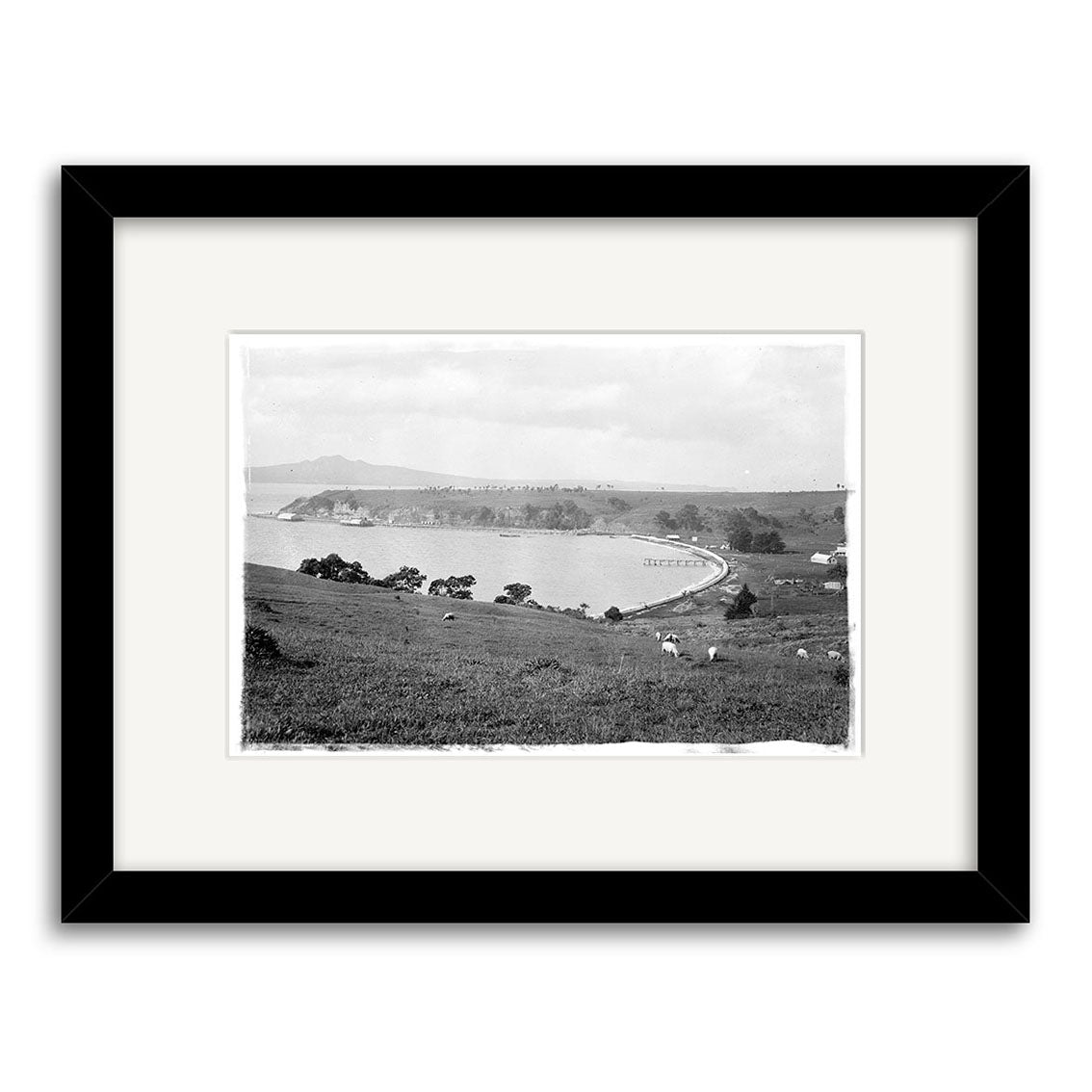 Orakei 1900 - HI048 is a black and white framed photograph capturing a coastal landscape with grassy hills, grazing animals, curved bay, distant buildings, and cloudy sky. This archival print is made in New Zealand.