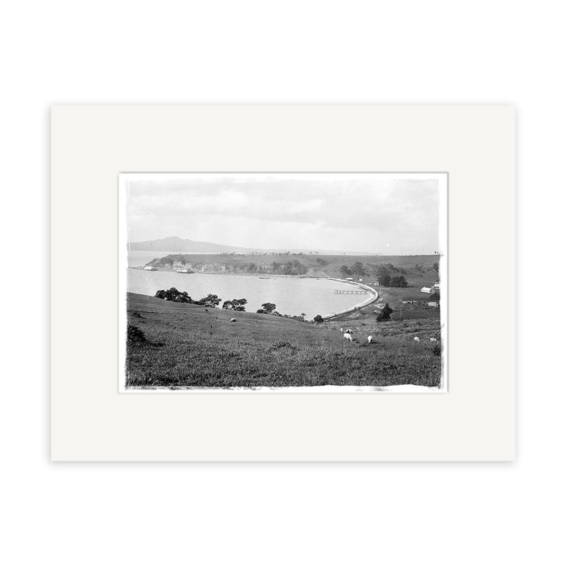 Orakei 1900 - HI048: Black and white historical print of a grassy hillside overlooking a curved coastline with water, trees, grazing animals, and distant buildings under a partly cloudy sky. Made in New Zealand.
