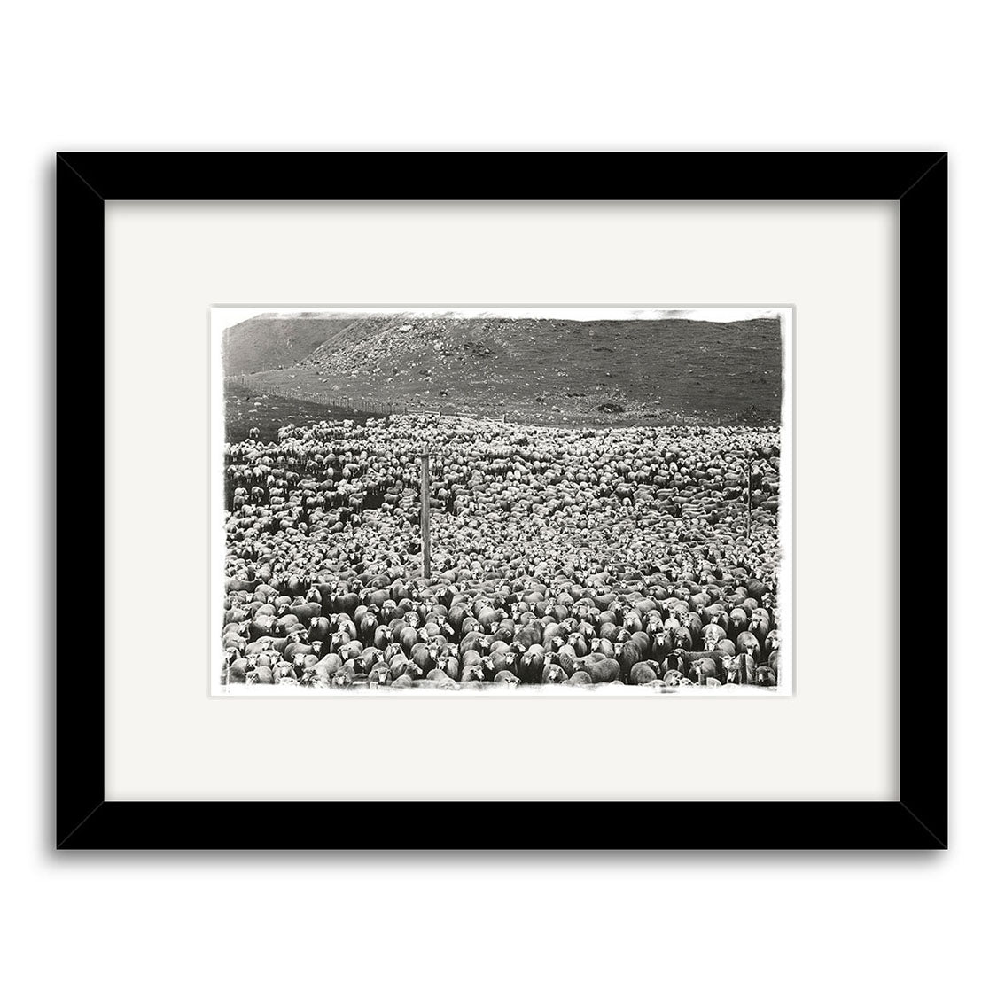 Sheep 1920 - HI065: Archival quality black and white photo print of a large sheep flock in a field with hill, framed with white mat and black frame—classic pastoral New Zealand scene.