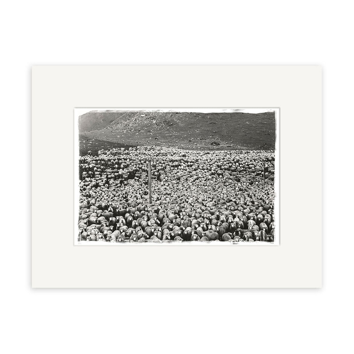 Black and white historical photographic print Sheep 1920 - HI065, showing a large flock of sheep in a field with hills behind, New Zealand. Presented with a white mat for archival quality.