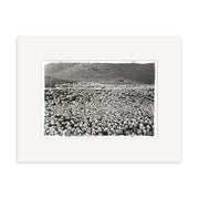 Black and white historical photographic print Sheep 1920 - HI065, showing a large flock of sheep in a field with hills behind, New Zealand. Presented with a white mat for archival quality.