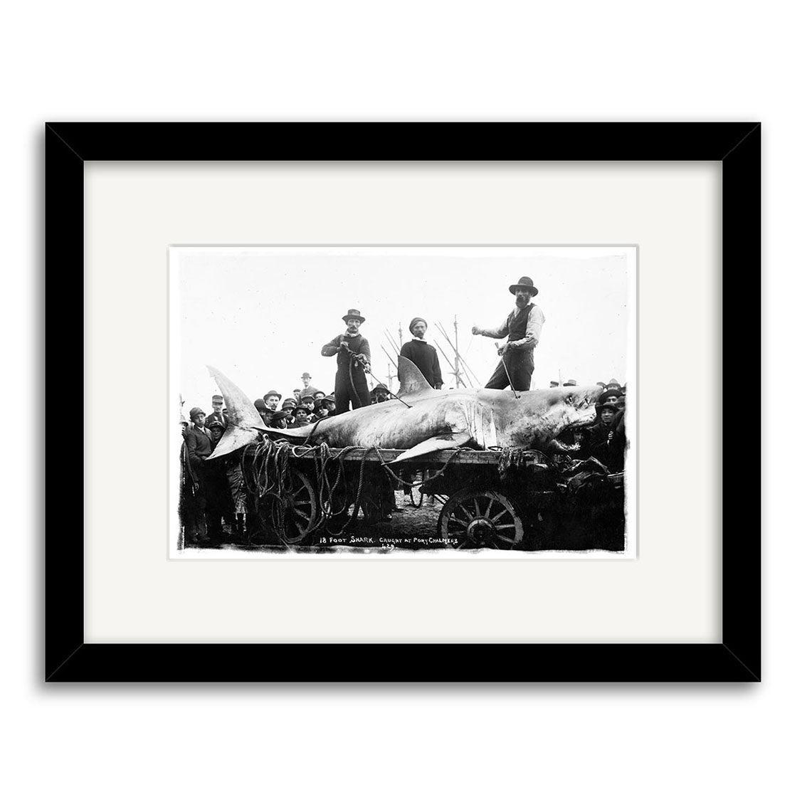 Port Chalmers 1900 - HI100: Black and white historical photographic print of a large shark on a cart with three men and a crowd. Framed with a white mat and black frame; printed on archival quality matte paper.