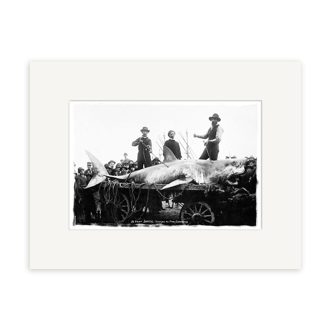 The Port Chalmers 1900 - HI100 print, made in New Zealand on archival matte paper, features a large shark tied to a cart with three men on top, surrounded by a crowd in early 20th-century attire.
