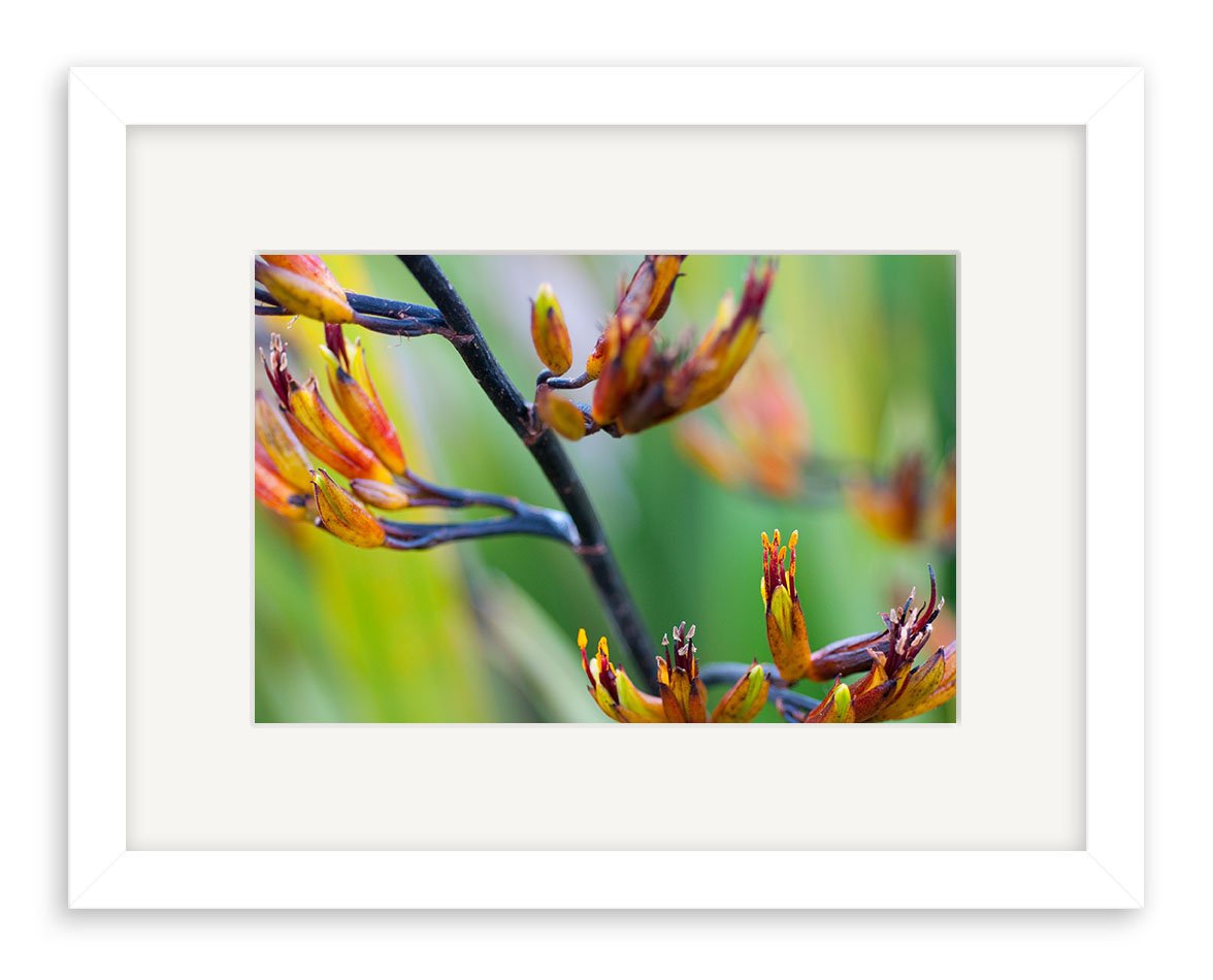 Harakeke Flower - RP234: A close-up of orange and yellow flowers on dark stems, set against a blurred green background, displayed in a white mat and frame. Printed on archival quality matte paper in New Zealand.