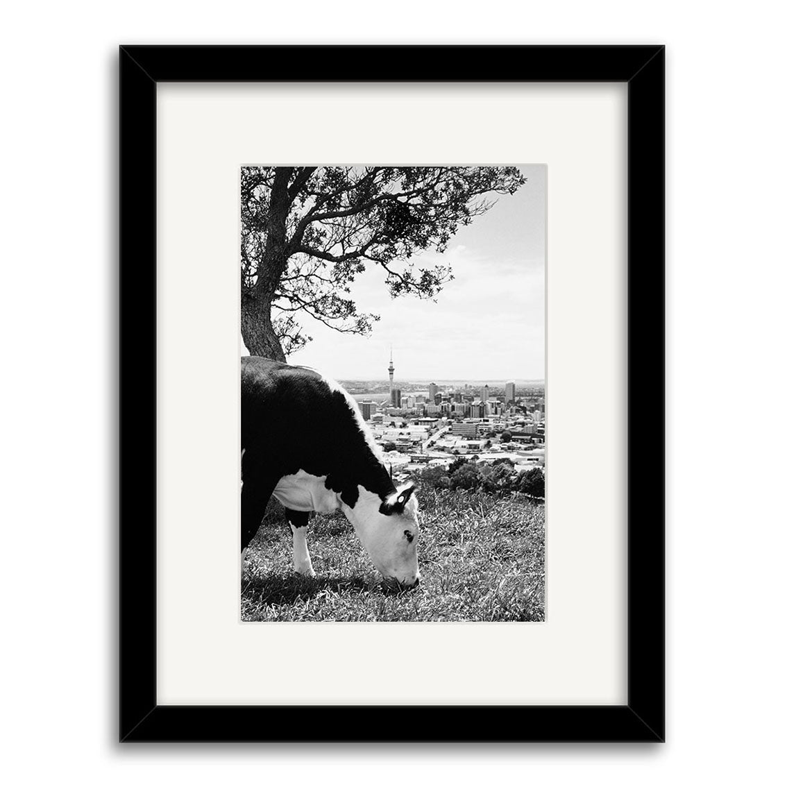 Town & Country - RP011 is a black and white photo of a cow grazing with a city skyline and tree in the background, captured in New Zealand. Displayed in a black frame with white mat, this archival matte print brings country charm to any space.