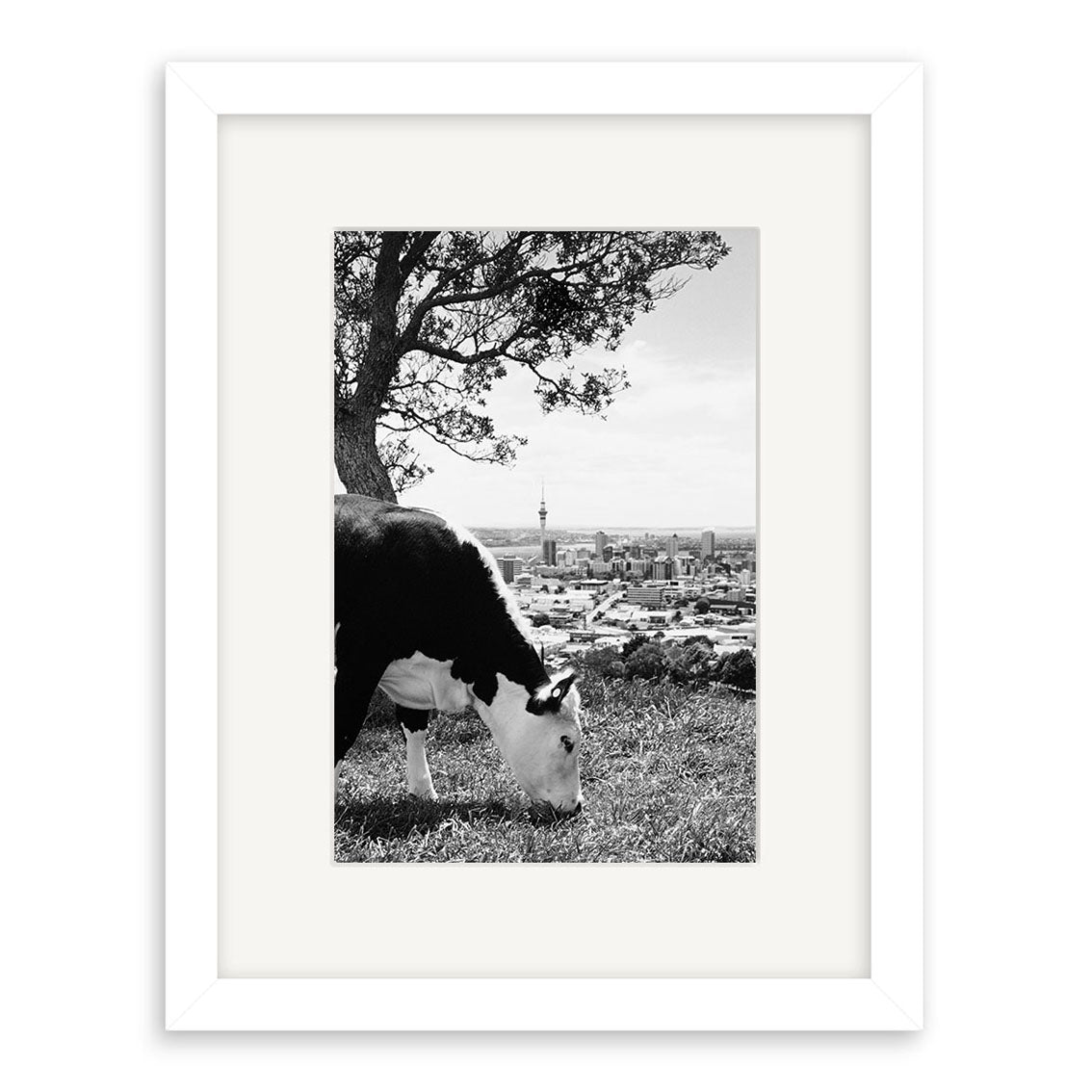 Town & Country - RP011: Black and white photo of a cow grazing in the foreground, cityscape and tree in background. Available as archival quality matte photographic prints, framed with white mat and frame.