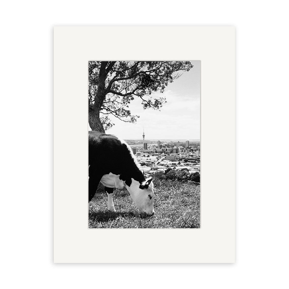 The Town & Country - RP011 print features a black and white photo of a cow grazing near a tree, with a cityscape and tall tower in the background, expertly captured on archival quality matte paper.