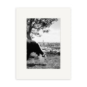 The Town & Country - RP011 print features a black and white photo of a cow grazing near a tree, with a cityscape and tall tower in the background, expertly captured on archival quality matte paper.