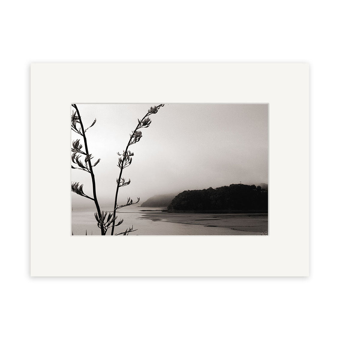 Paihia - RP026: Black and white photo of a New Zealand coastal landscape featuring a plant stem and buds in the foreground, water, a tree-covered hill, and cloudy sky. Available as archival quality matte paper print.