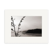 Paihia - RP026: Black and white photo of a New Zealand coastal landscape featuring a plant stem and buds in the foreground, water, a tree-covered hill, and cloudy sky. Available as archival quality matte paper print.