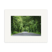 A paved road stretches through the dense greenery of New Zealand in Fitzgerald Glade - RP040, with arching trees overhead and lush vegetation. The archival quality photographic print features a wide, white border for an elegant finish.