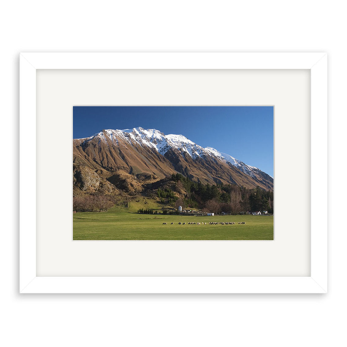 Erewhon Station - RP045: A framed photo of grazing livestock on grassy fields with distant buildings and snow-capped New Zealand mountains beneath a clear sky, printed on archival matte paper for lasting beauty.