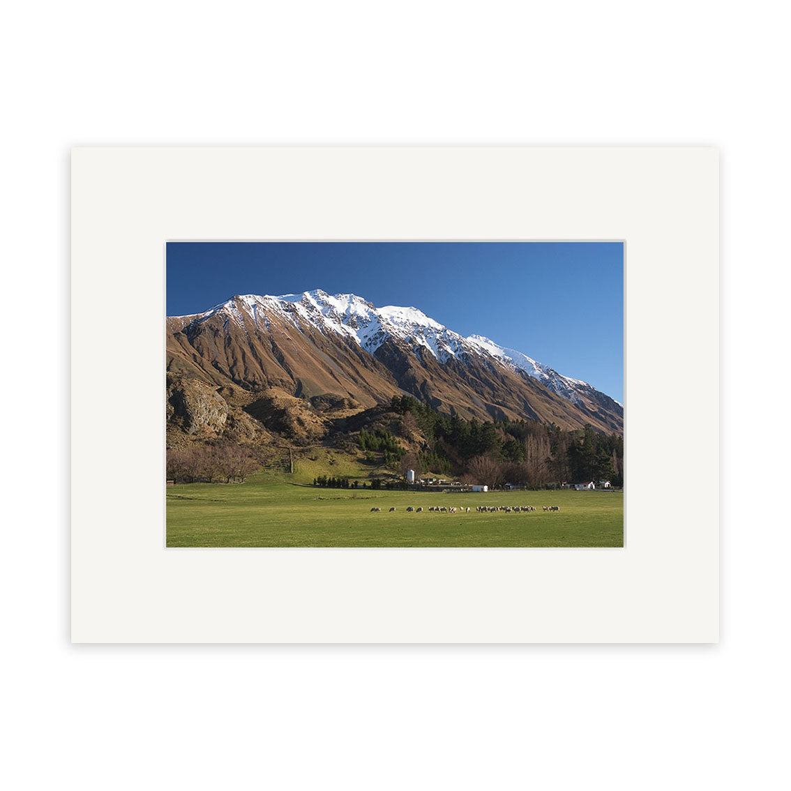 A snow-capped mountain stands behind grassy fields with grazing sheep and scattered trees—a classic New Zealand scene. Erewhon Station - RP045 is perfect for photographic prints on archival quality matte paper.