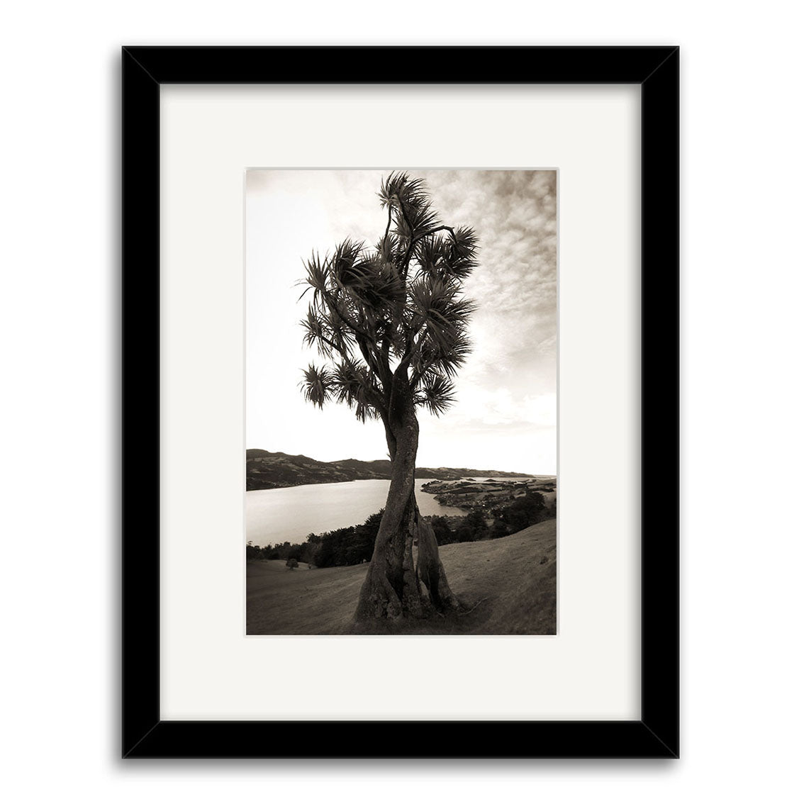 Otago Peninsula - RP058: Black-and-white photo of a single Yucca tree on a hillside with distant water and partly cloudy sky. Printed on archival matte paper, framed with a white mat and black frame.
