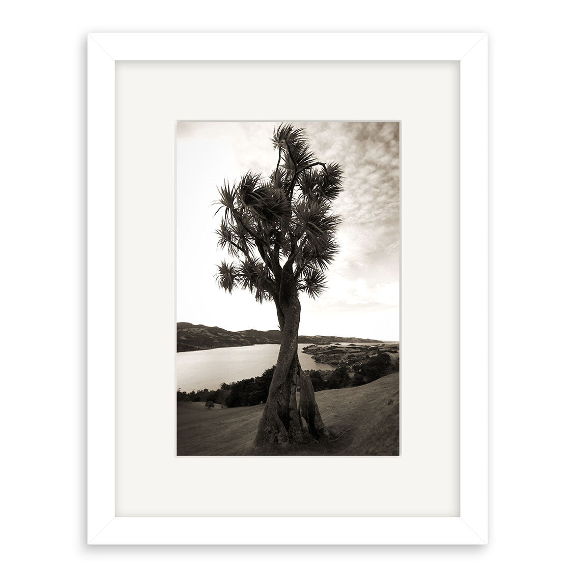 Otago Peninsula - RP058: A framed black-and-white photograph of a yucca tree on a New Zealand hillside, with water and mountains in the background, printed on archival quality matte paper.