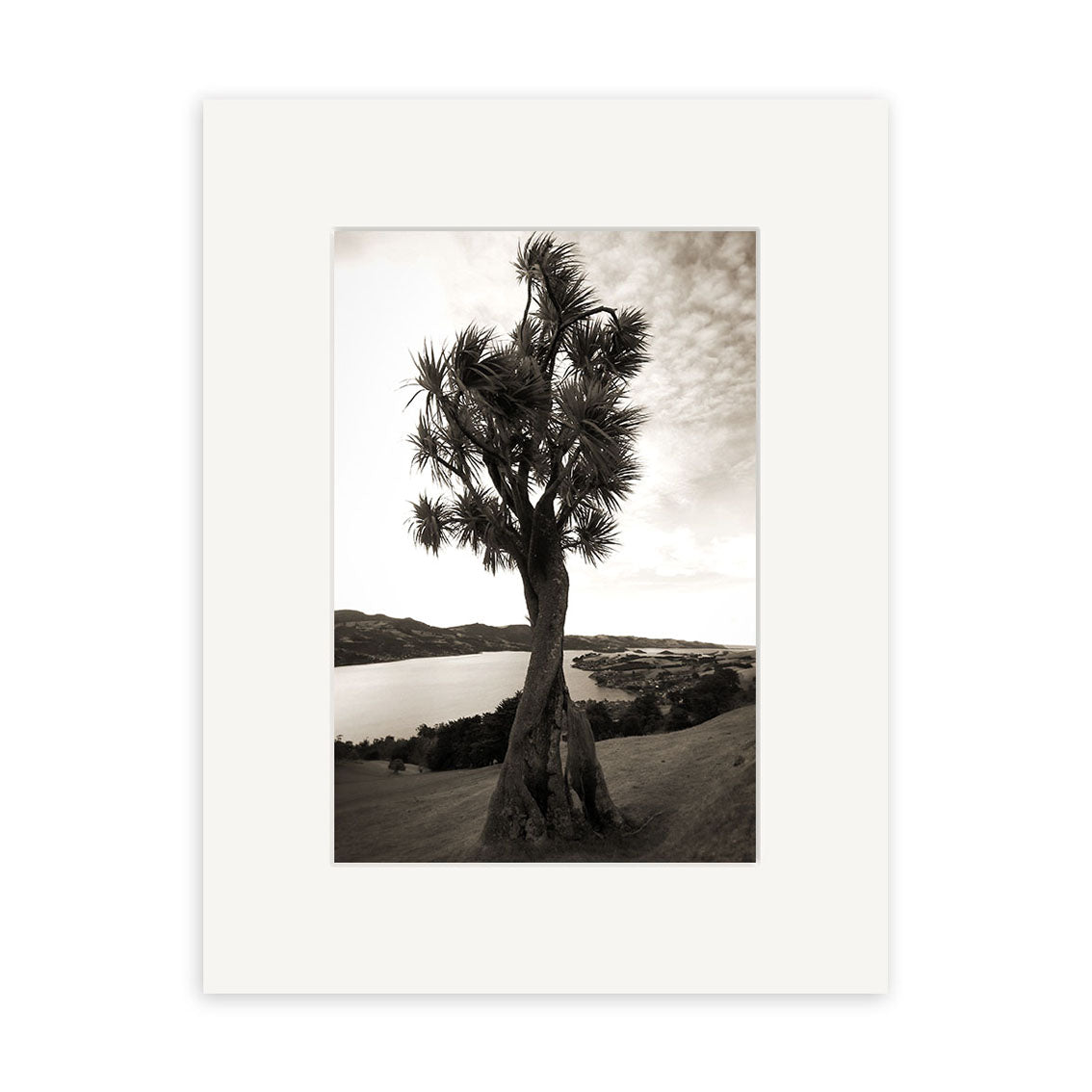 Otago Peninsula - RP058: Black and white photo of a spiky-leaved tree on a hillside over water and distant hills in New Zealand, displayed in a white mat frame. Photographic print on archival quality matte paper.