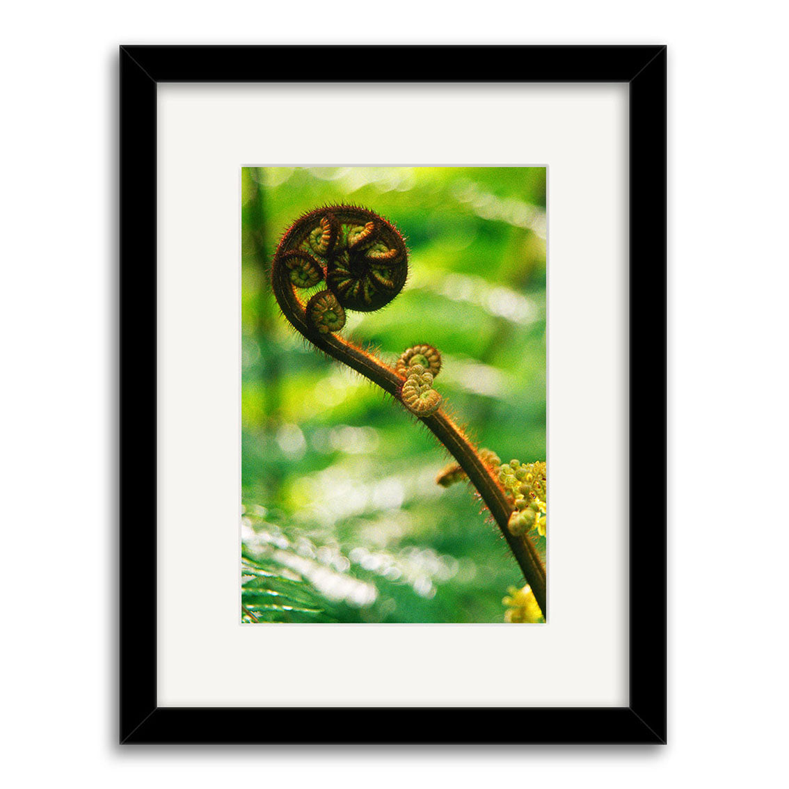 A close-up photo of a fern frond unfurling, highlighting its spiral shape against a blurred green background. Koru - RP076 is presented in a black frame with white mat, inspired by New Zealand’s native beauty.