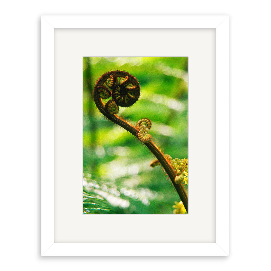 Koru - RP076: A framed photograph of an unfurling fern frond with curled ends, set against a blurred green background. Printed on archival matte paper and presented in a white frame with white mat, evoking New Zealand’s lush beauty.