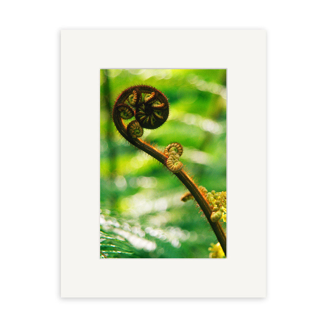 A close-up of a young NZ fern frond unfurling against a blurred green backdrop, Koru - RP076 is framed by a white mat—ideal for photographic prints on archival quality matte paper.