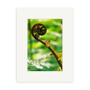 A close-up of a young NZ fern frond unfurling against a blurred green backdrop, Koru - RP076 is framed by a white mat—ideal for photographic prints on archival quality matte paper.