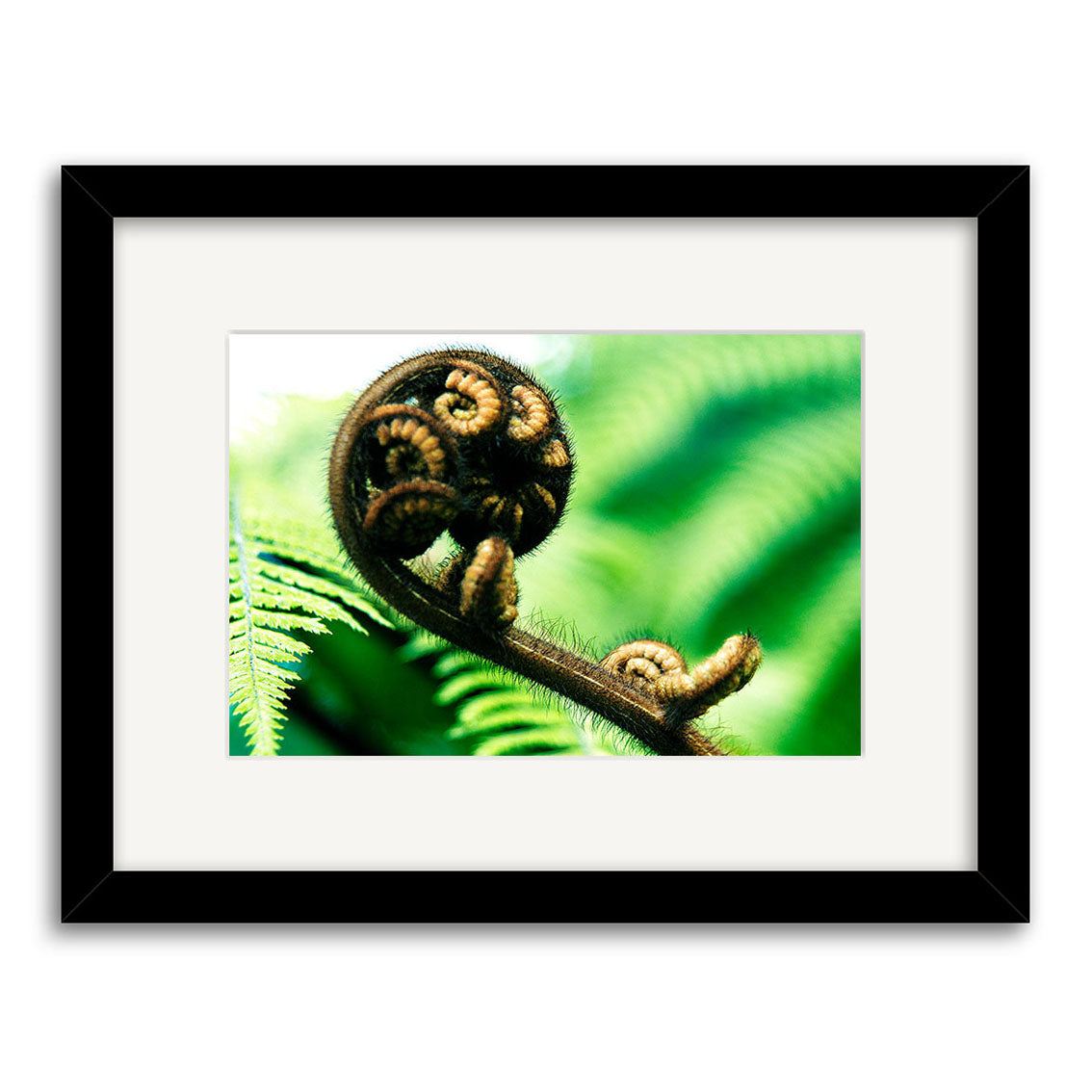 Koru - RP077: A framed photo capturing a New Zealand fern frond with fine details and a soft green background, printed on archival matte paper for lasting beauty.