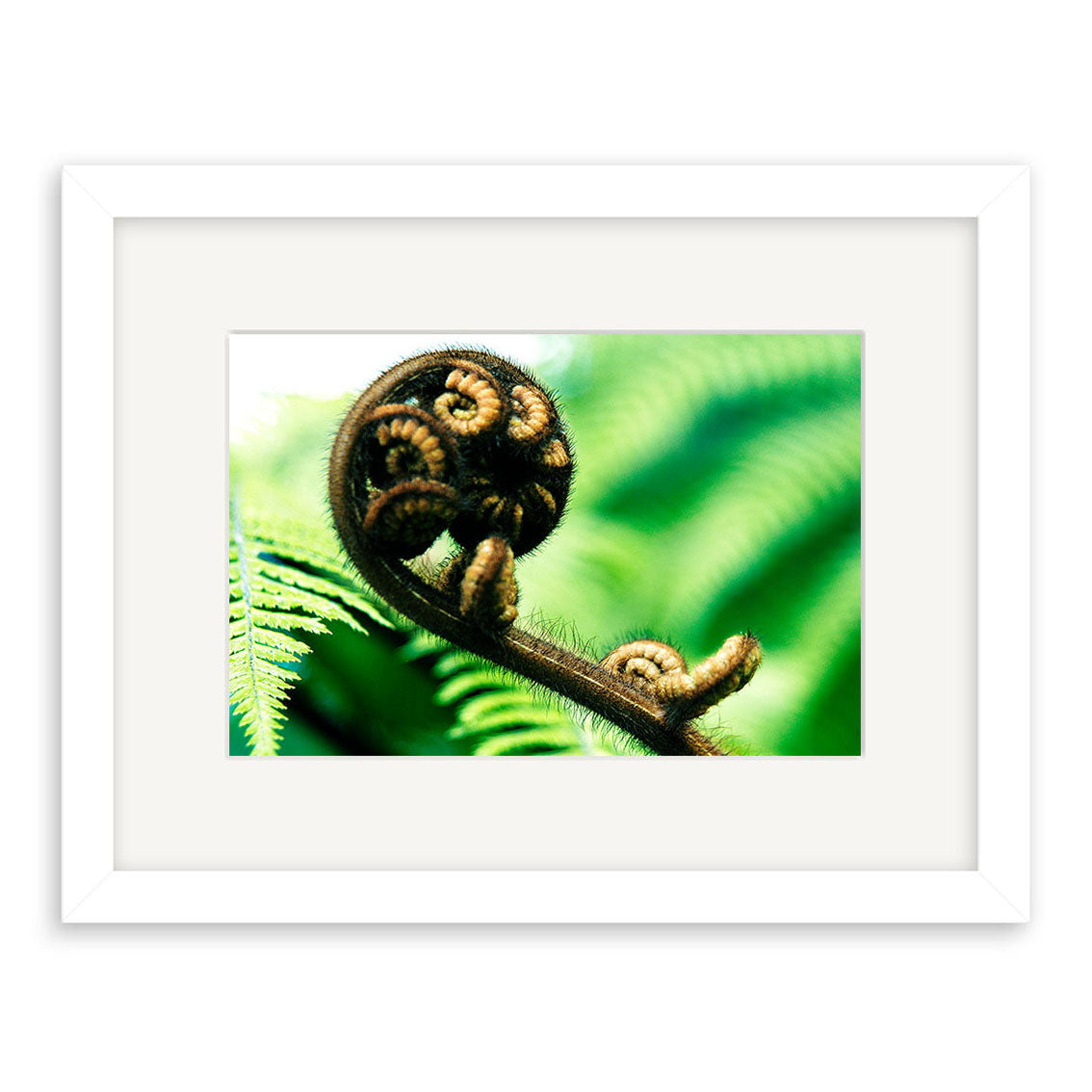 “Koru - RP077” features a close-up of a curled fern frond with bright green leaves in the background. Inspired by New Zealand, this archival quality matte print comes ready to display in a white mat and frame.