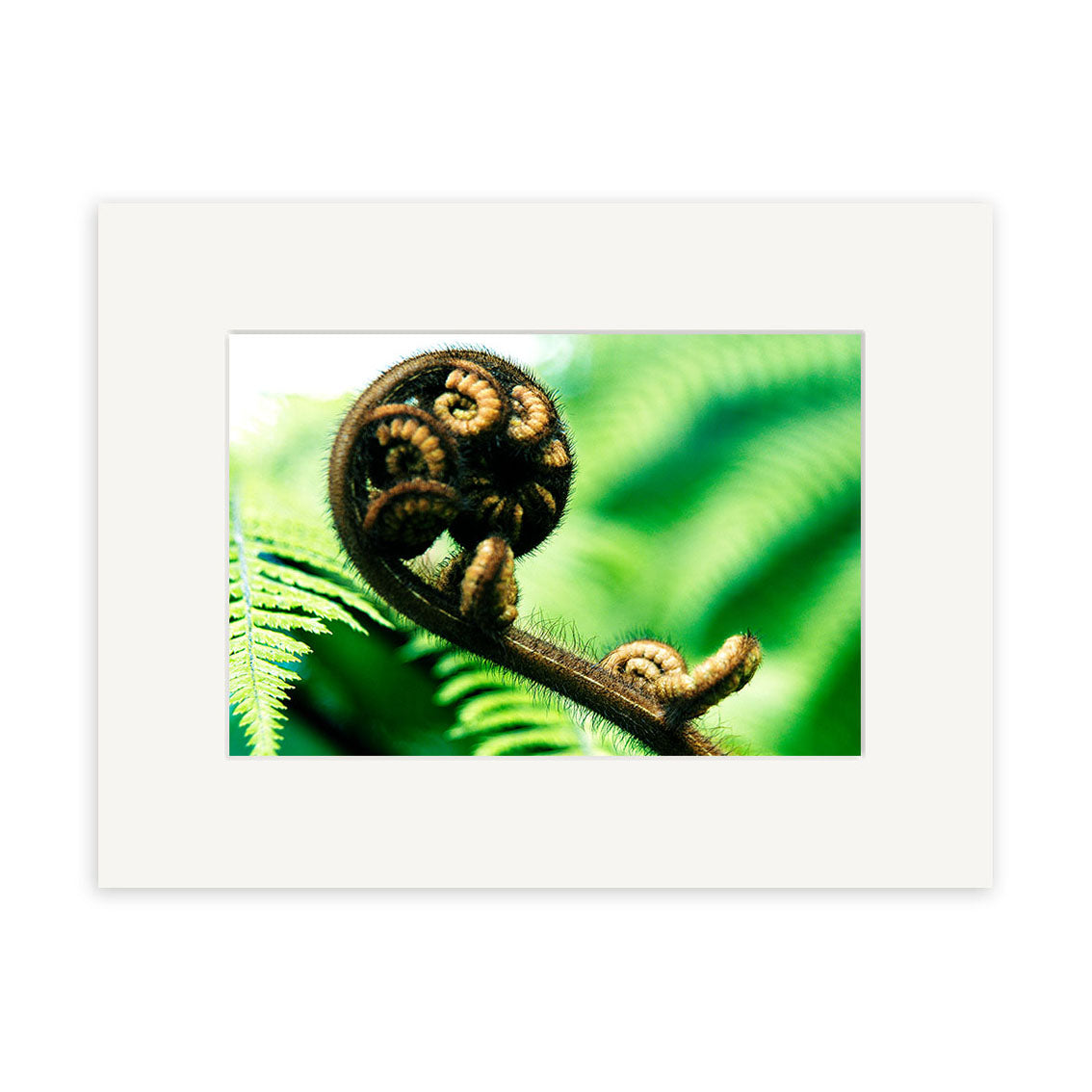 A close-up of a New Zealand fern frond unfurling, Koru - RP077, set against a blurred green background and framed with a white mat border—available as photographic prints on archival quality matte paper.