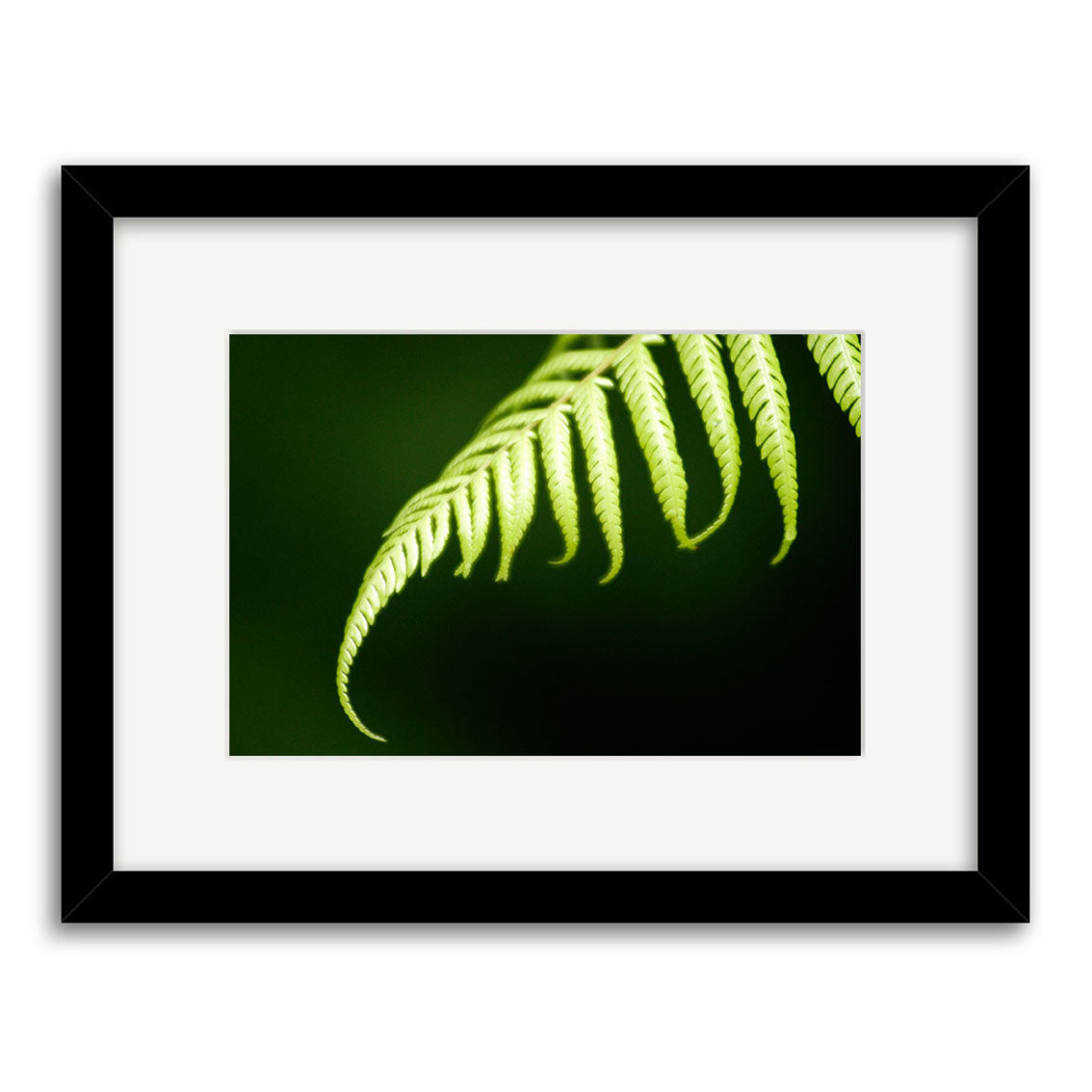 Silver Fern - RP078 features a close-up of a green fern leaf against a dark background, showcased in a black frame with white mat. This archival quality matte print is inspired by New Zealands lush foliage.