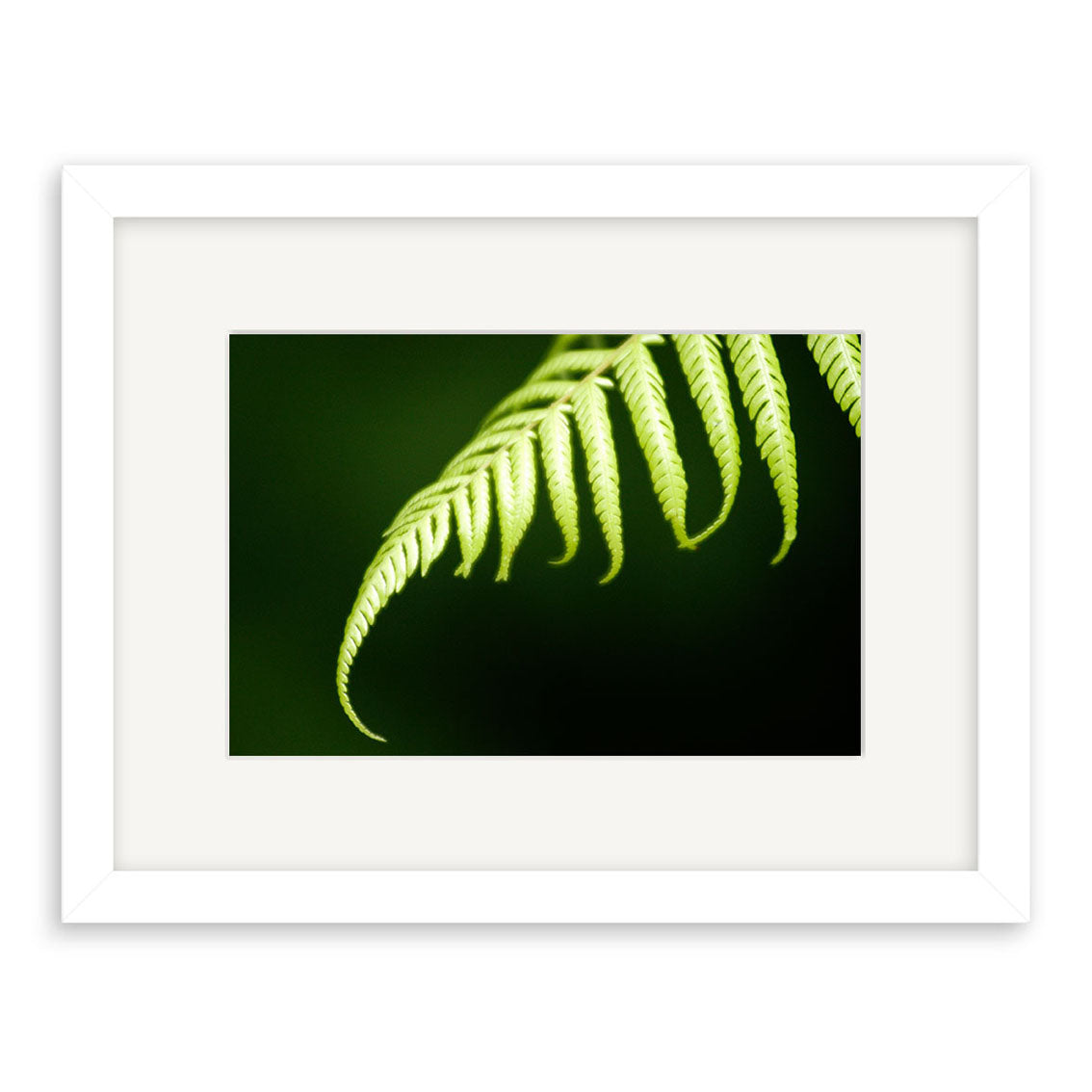 A close-up of a green fern tip against a dark background, Silver Fern - RP078 is displayed in a white mat and frame. Printed on archival quality matte paper, this New Zealand-inspired piece enhances any space.