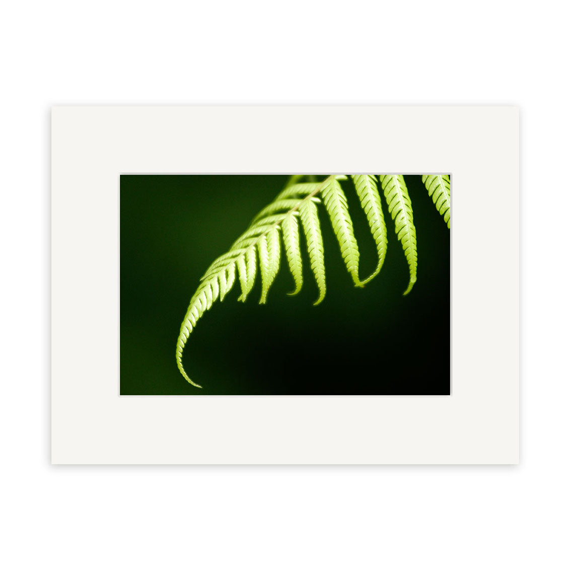 A close-up of a green fern frond set against a dark green background. Silver Fern - RP078 is matted with a white border and printed on archival-quality matte paper for durable, lasting prints.