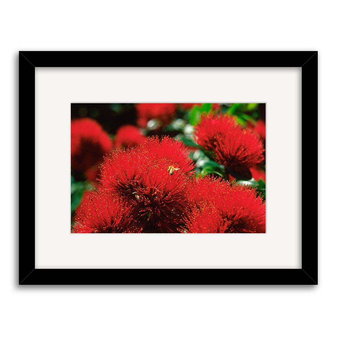 The framed photographic print Pohutakawa - RP081 shows vibrant red powder puff flowers and a bee on archival quality matte paper, set against a blurred green and red background, and printed in New Zealand.