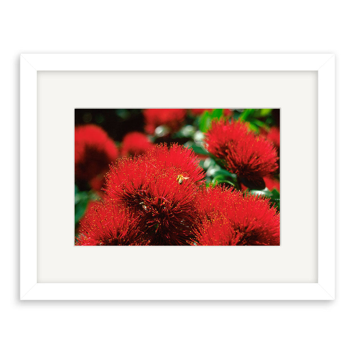 Pohutakawa - RP081: Archival matte print of vibrant red spiky flowers, framed in white matting and frame. A yellow-black insect rests on a bloom with lush, blurred New Zealand greenery in the background.