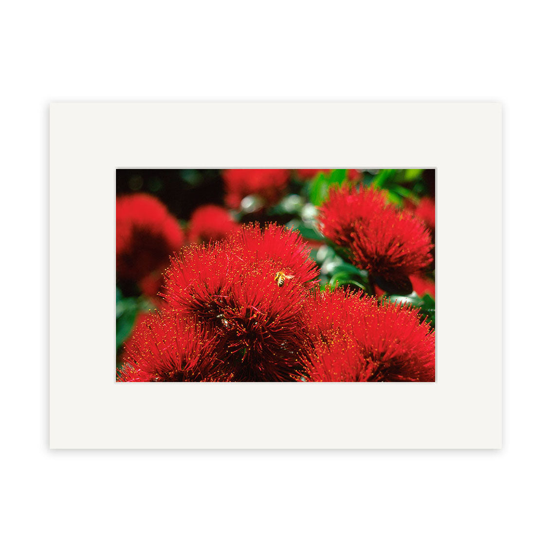 A close-up of bright red Pohutakawa (RP081) flowers with a yellow-green insect on the central blossom, surrounded by green foliage. This stunning New Zealand scene is framed with a white mat and available as photographic prints.