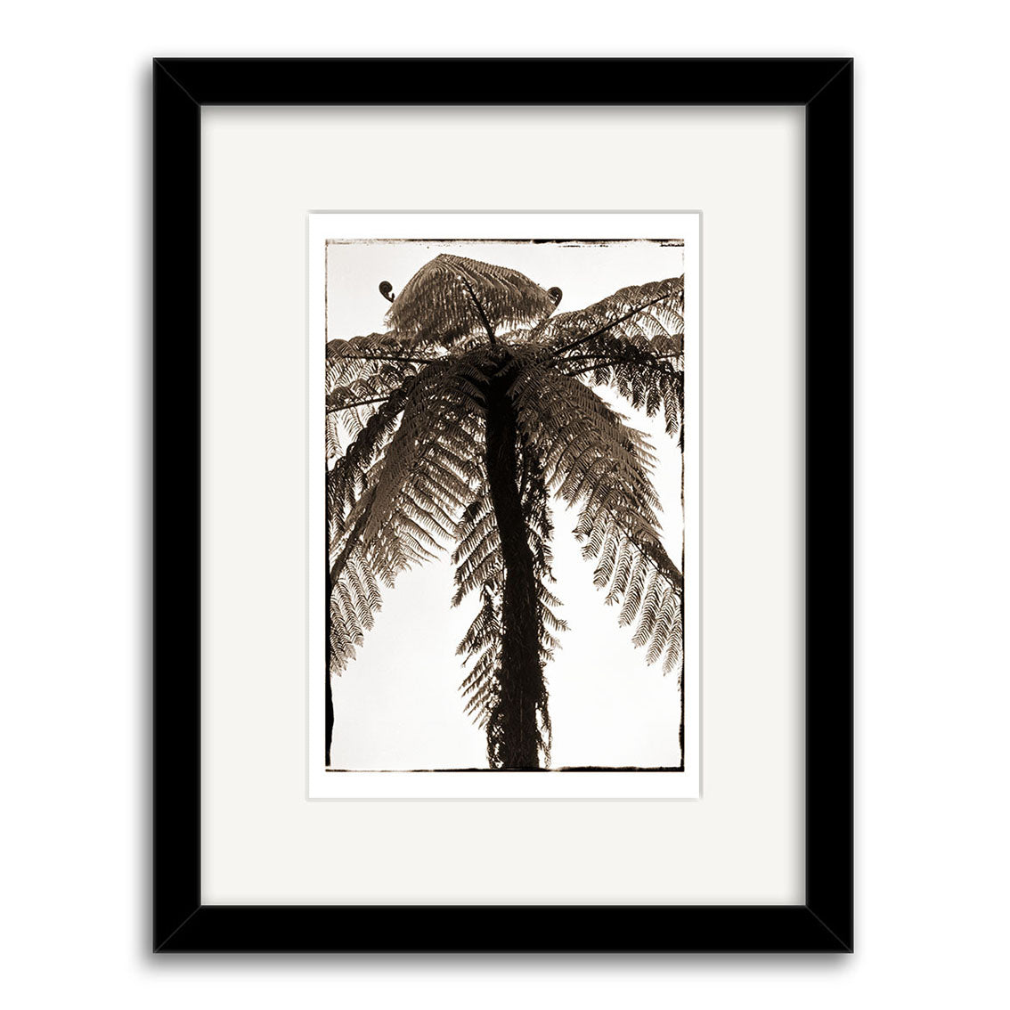 Pung - RP082 is a sepia photograph of a tall fern tree seen from below, with trunk and radiating fronds on a light background. Printed on archival paper, it’s centered in a white mat and black frame.