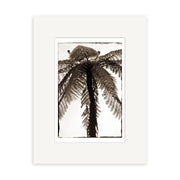 Pung - RP082 is a sepia-toned New Zealand photographic print by Reuben Price, showing a tall fern tree from below. Printed on archival paper and matted with a wide white border.