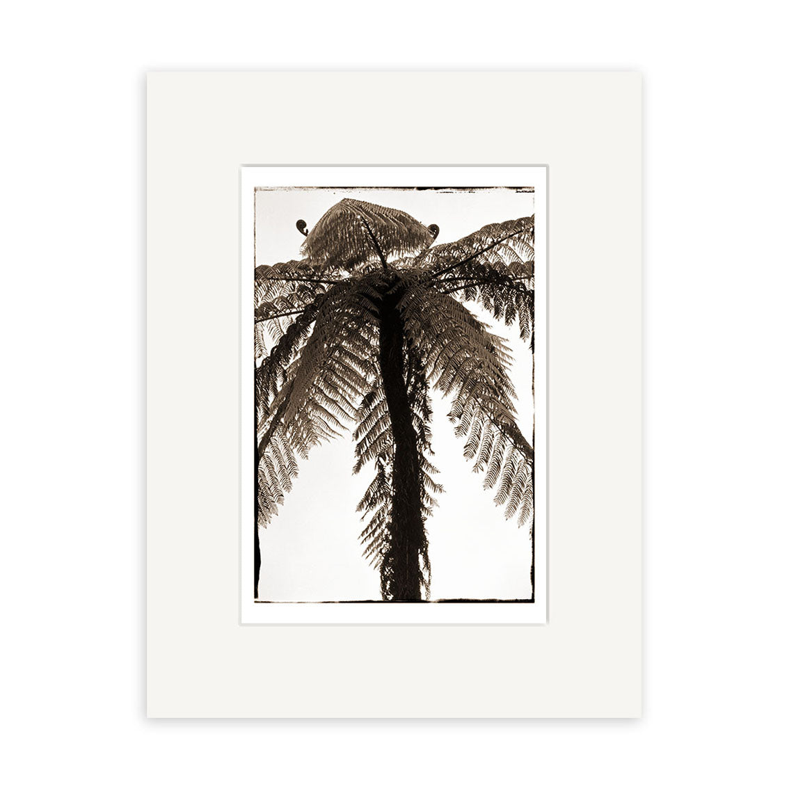 Pung - RP082 is a sepia-toned New Zealand photographic print by Reuben Price, showing a tall fern tree from below. Printed on archival paper and matted with a wide white border.